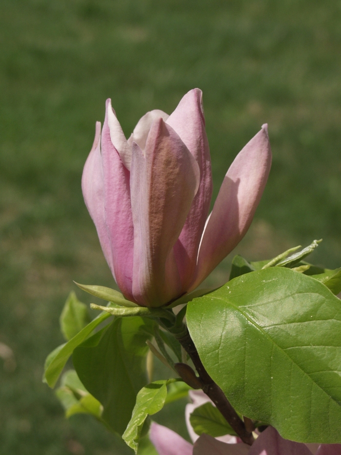 'Eva Maria' Eva Maria Magnolia - Magnolia acuminata from Keathly Nursery