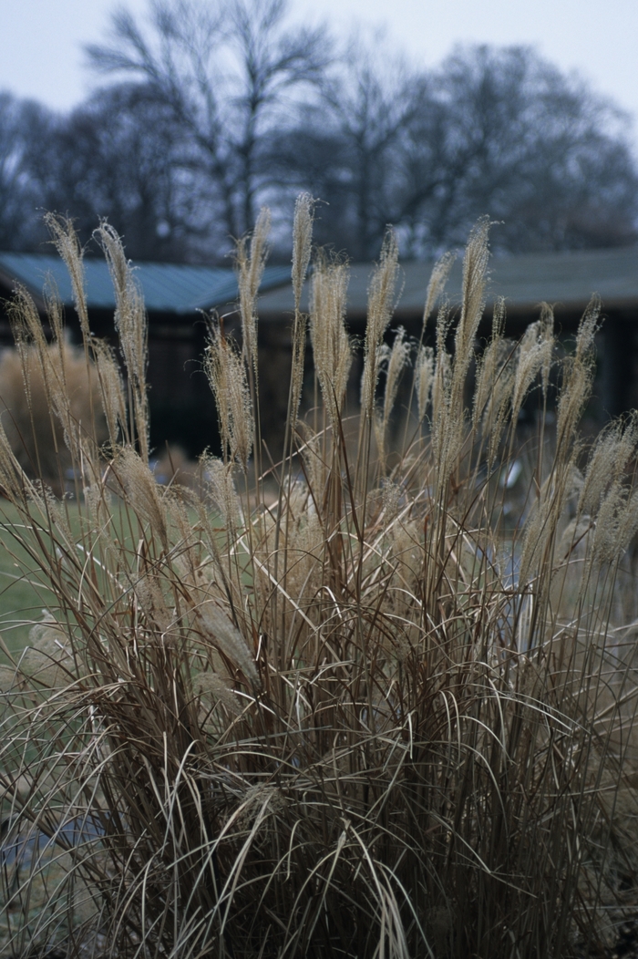 'Puenkchen' Adagio Japanese Maiden Grass - Miscanthus sinensis from Keathly Nursery