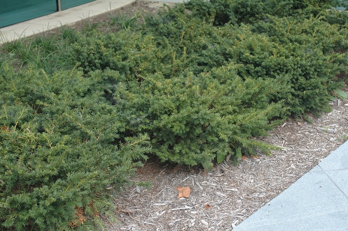 'Everlow' Spreading Yew - Taxus x media from Keathly Nursery
