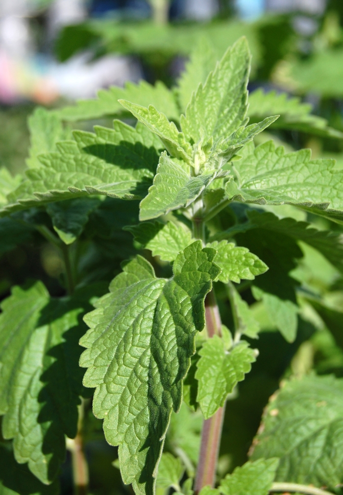 Catnip - Nepeta cataria from Keathly Nursery