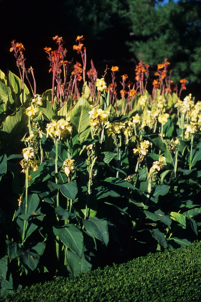Assorted, Canna Lily - Canna from Keathly Nursery