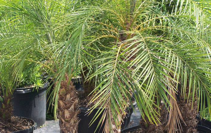 Pygmy Date Palm - Phoenix roebelenii from Keathly Nursery
