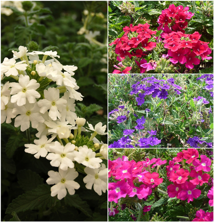 Assorted Verbena - Verbena from Keathly Nursery