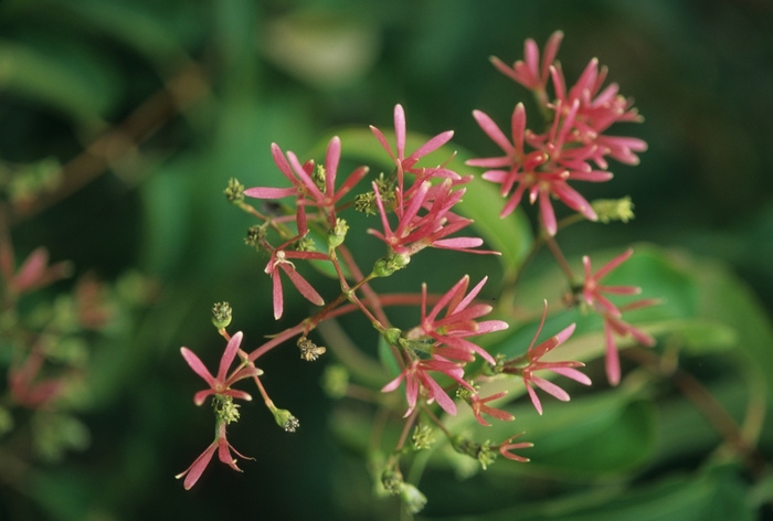 Seven Son Flower - Heptacodium miconioides from Keathly Nursery