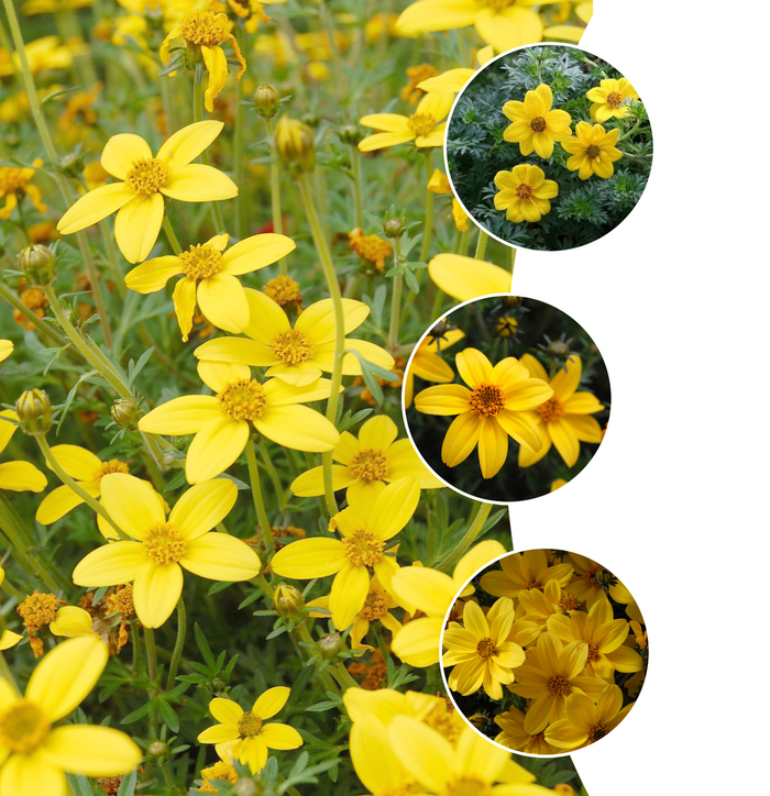 'Multiple Varieties' Aster - Bidens from Keathly Nursery