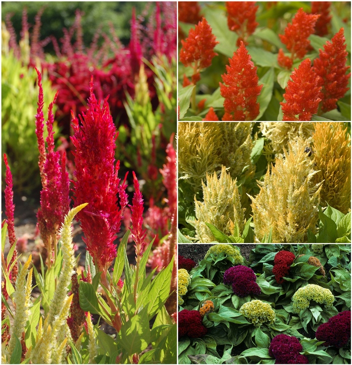 Cockscomb - Celosia from Keathly Nursery