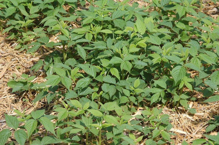 'Heritage' Raspberry - Rubus idaeus var. strigosus from Keathly Nursery