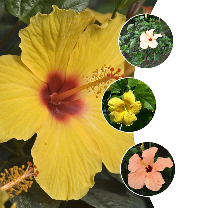 'Multiple Varieties' Tropical Hibiscus - Hibiscus rosa-sinensis from Keathly Nursery