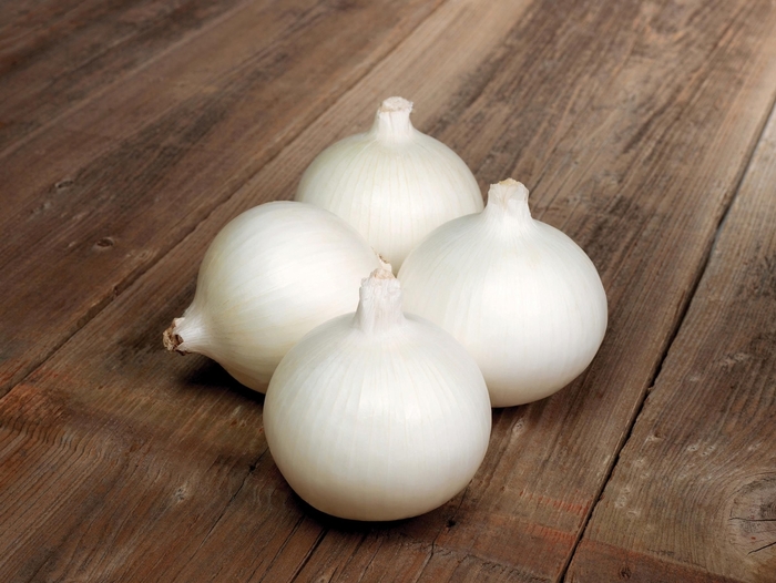 'White Bermuda' Onion - Allium from Keathly Nursery