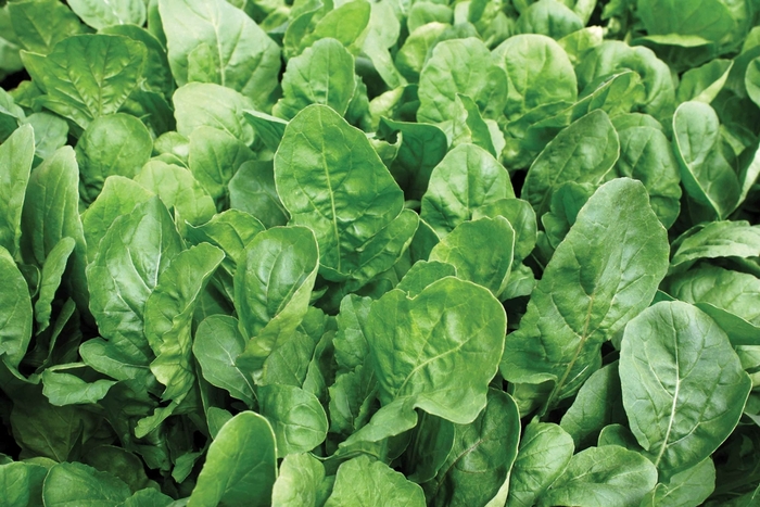 'Adagio' Adagio Arugula - Arugula sativa from Keathly Nursery