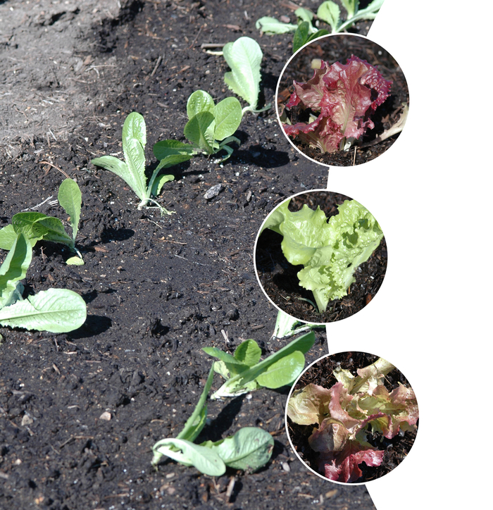 'Multiple Varieties' Lettuce - Lactuca sativa from Keathly Nursery