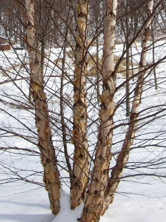 'Heritage&reg;' River Birch - Betula nigra from Keathly Nursery
