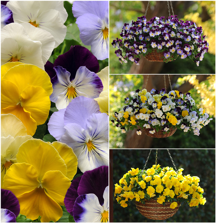 Pansy - Viola x wittrockiana from Keathly Nursery