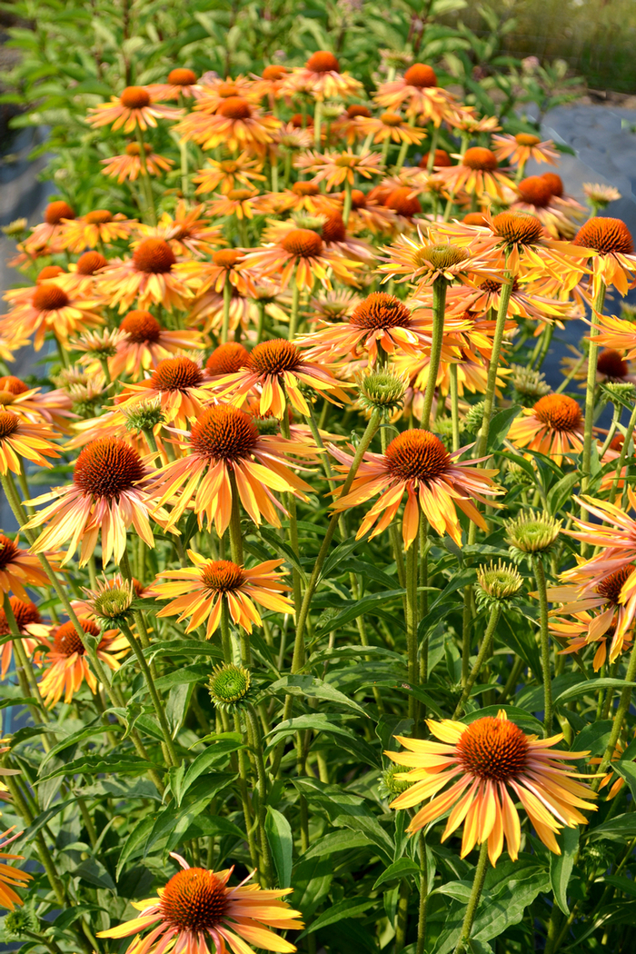 'Big Kahuna' - Echinacea (Coneflower) from Keathly Nursery