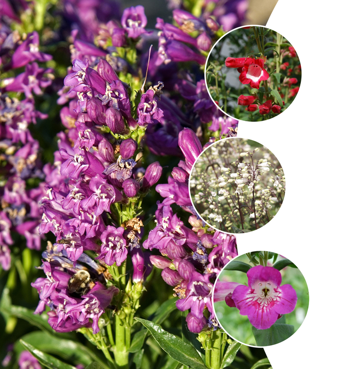 'Multiple Varieties' Assorted, Penstemon - Penstemon from Keathly Nursery
