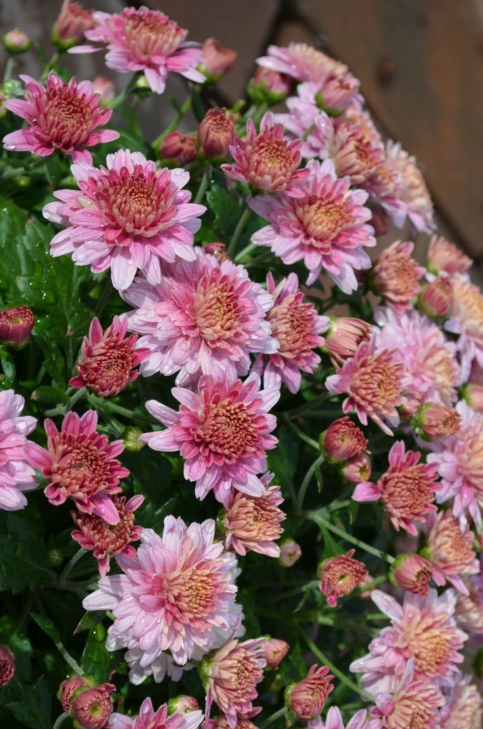 PURPLE Garden Mum - Chrysanthemum x morifolium from Keathly Nursery