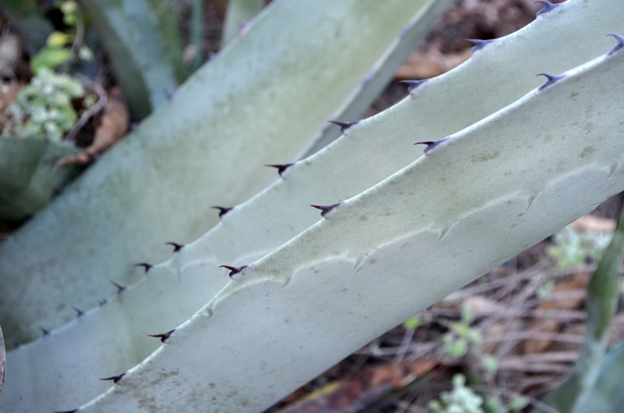 Rough Agave - Agave scabra from Keathly Nursery