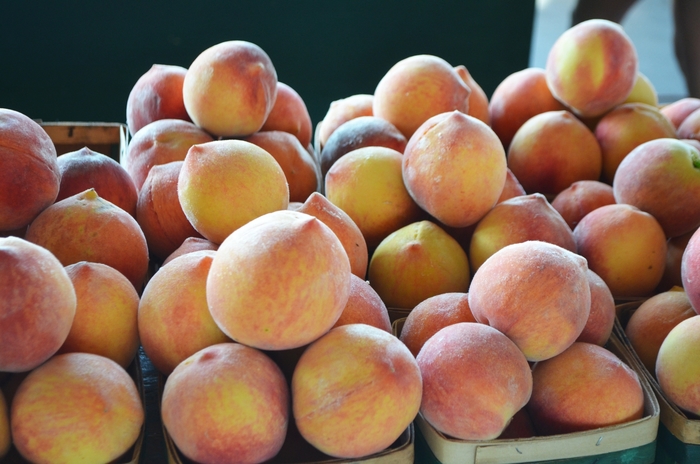 Peach - Prunus persica from Keathly Nursery
