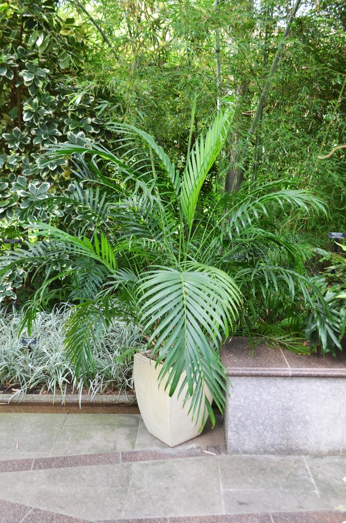 Cascade Palm - Chamaedorea cataractarum from Keathly Nursery
