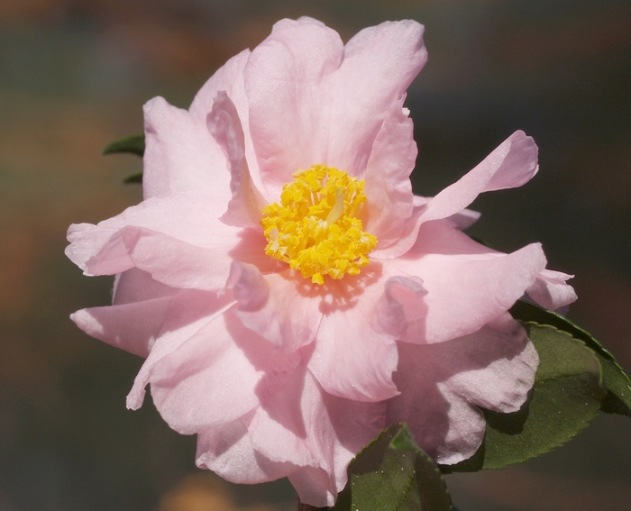 'Winter's Peony' - Camellia from Keathly Nursery