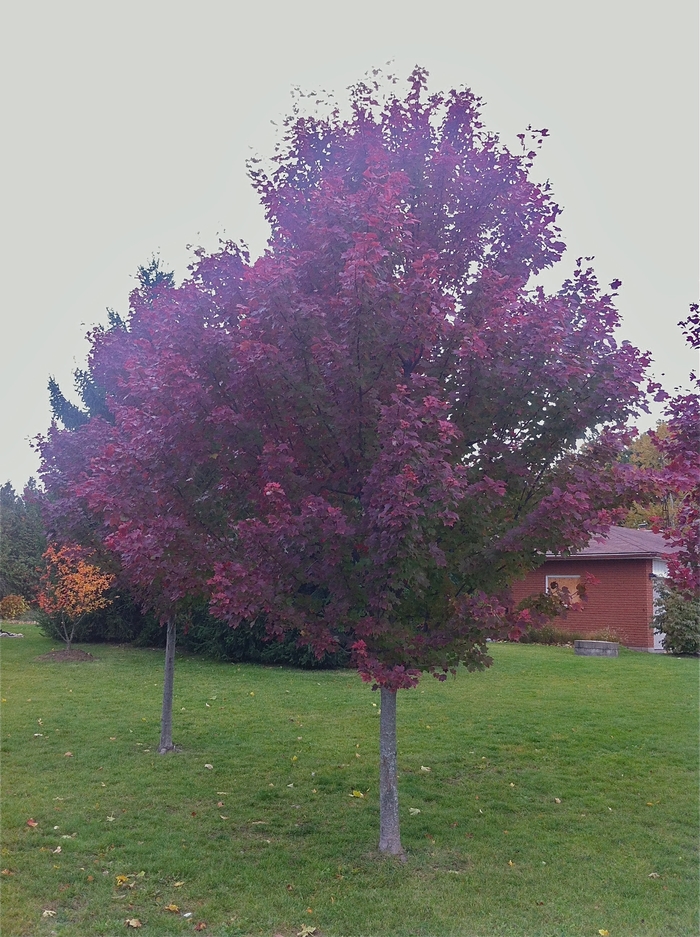 'Brandywine' Red Maple - Acer rubrum from Keathly Nursery