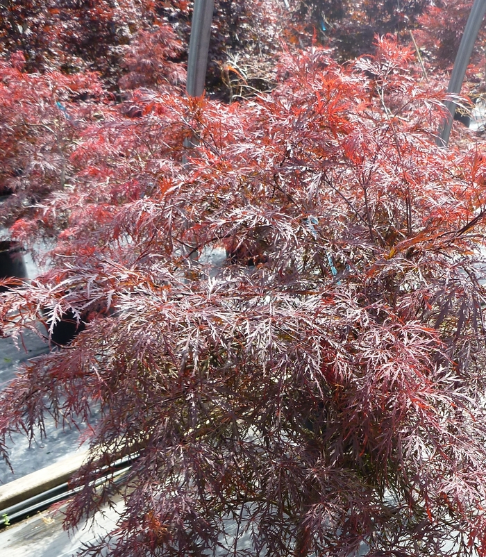 'Garnet' Japanese Maple - Acer palmatum var. dissectum from Keathly Nursery