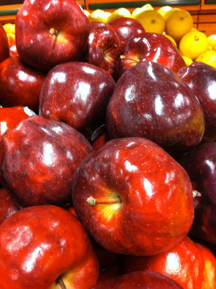 'Red Delicious' Apple - Malus domestica from Keathly Nursery