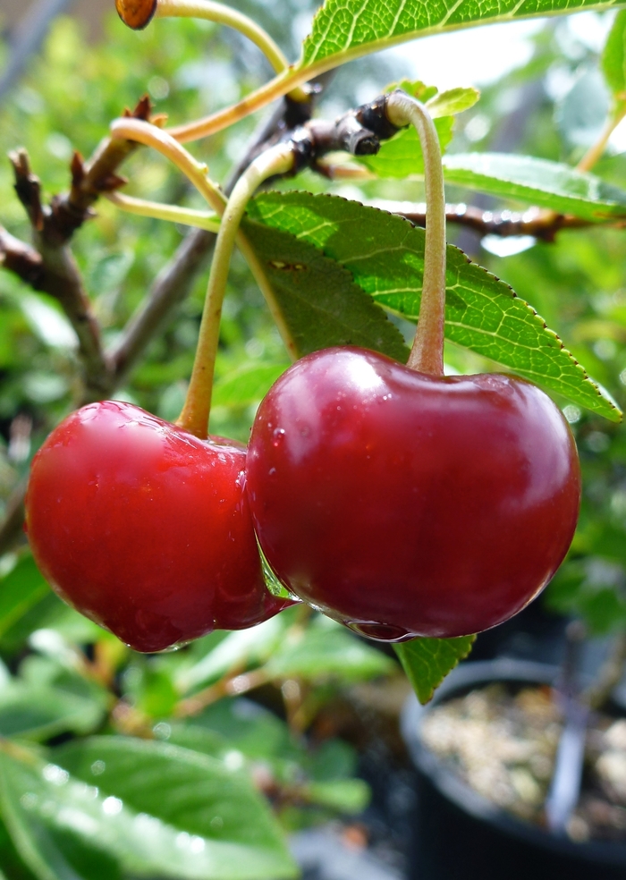 'Juliet' Juliet Cherry - Prunus from Keathly Nursery