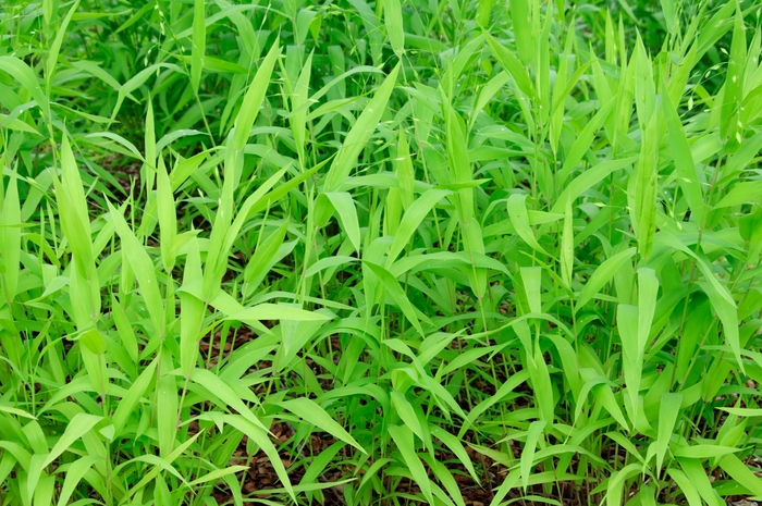 Northern Sea Oats - Chasmanthium latifolium from Keathly Nursery