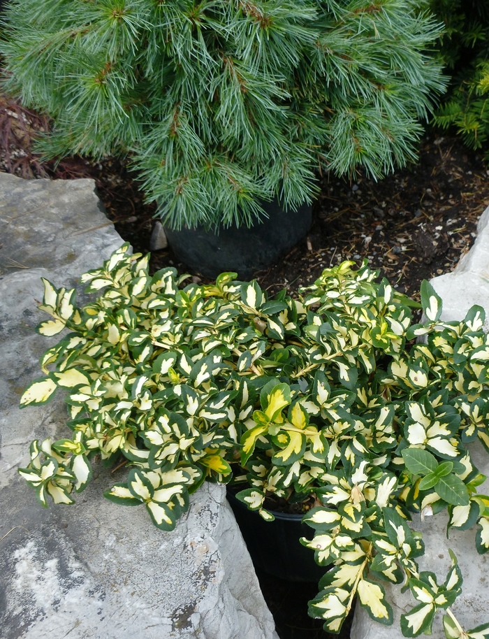 'Moonshadow' Wintercreeper - Euonymus fortunei from Keathly Nursery