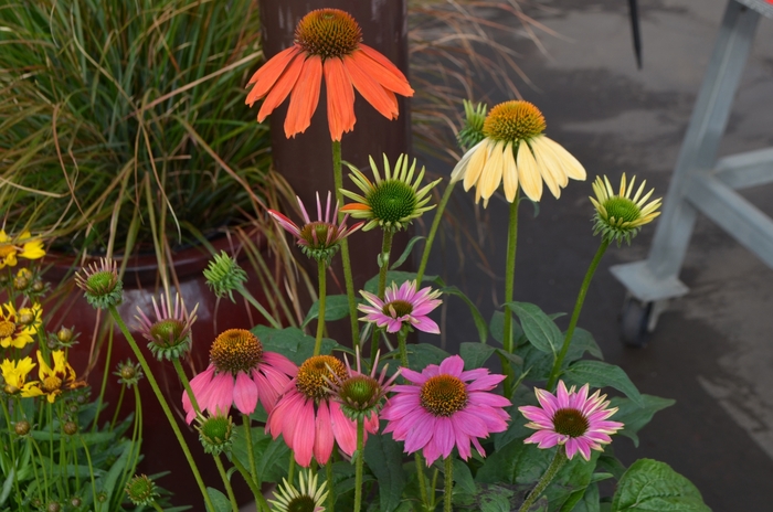 'Multiple Varieties' Coneflower - Echinacea from Keathly Nursery