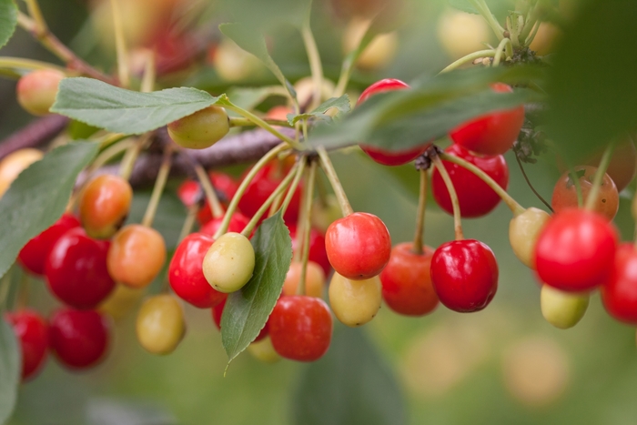 'Sweet Cherry Pie&trade;' Cherry - Prunus from Keathly Nursery