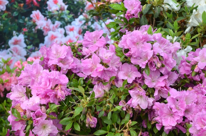 Encore&reg; 'Autumn Lilac&reg;' - Rhododendron (Azalea) from Keathly Nursery