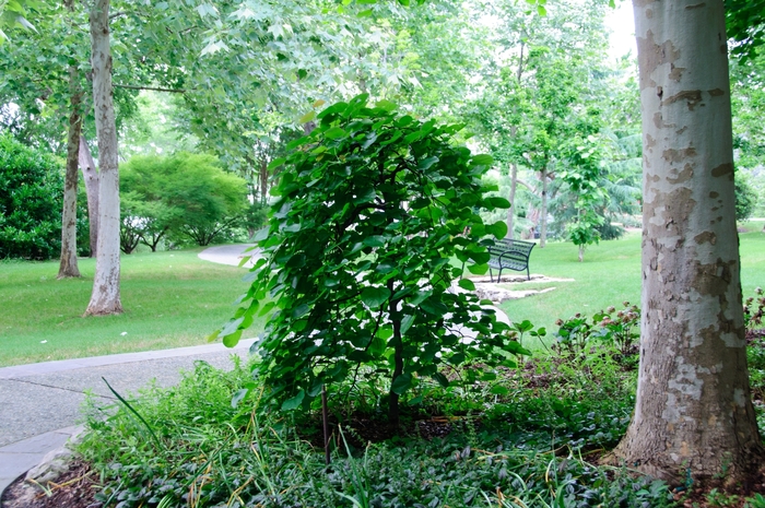 'Traveller' Weeping Redbud - Cercis canadensis var. texensis from Keathly Nursery