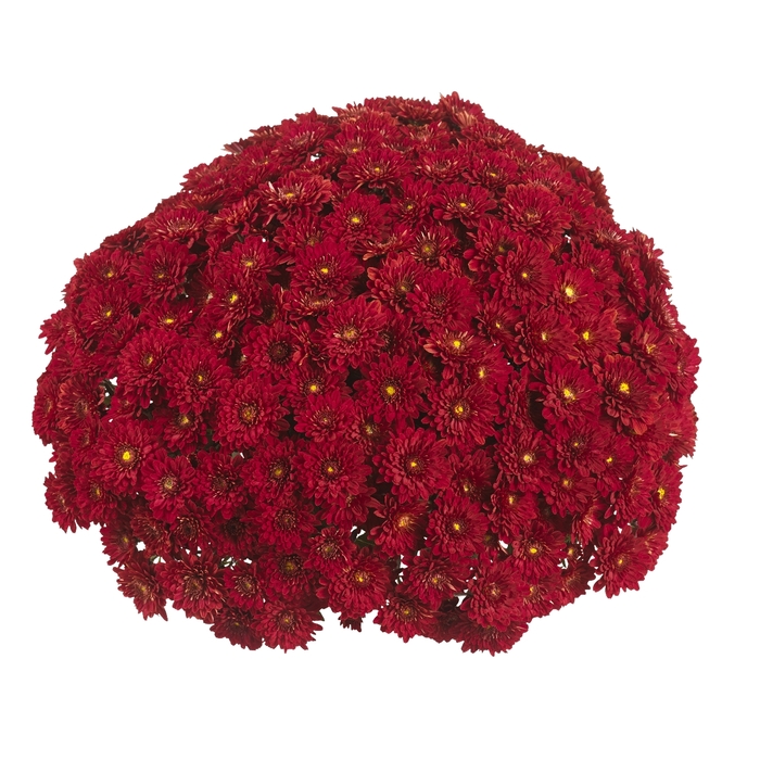 RED Garden Mum - Chrysanthemum x morifolium (Garden Mum) from Keathly Nursery