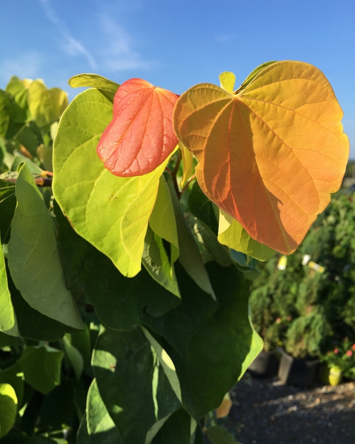'The Rising Sun&trade;' Redbud - Cercis canadensis from Keathly Nursery