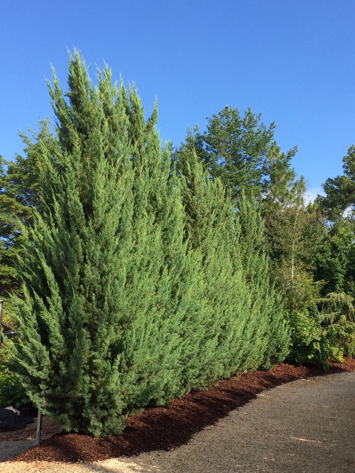 'Blue Spires&trade;' Juniper - Juniperus silicicola from Keathly Nursery