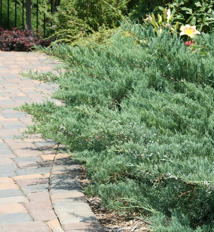 'Grey Guardian&trade;' Juniper - Juniperus virginiana from Keathly Nursery
