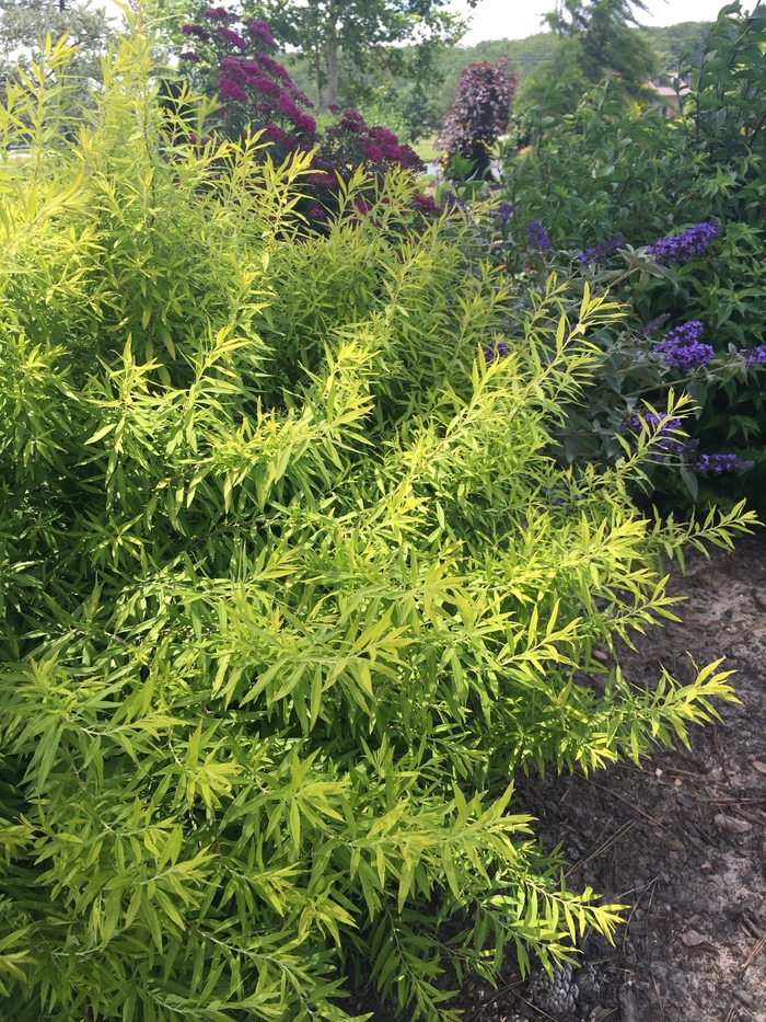 'Multiple Varieties' Spirea - Spiraea from Keathly Nursery