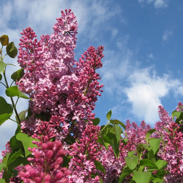 'Crimson Doll&trade;' Lilac - Syringa from Keathly Nursery