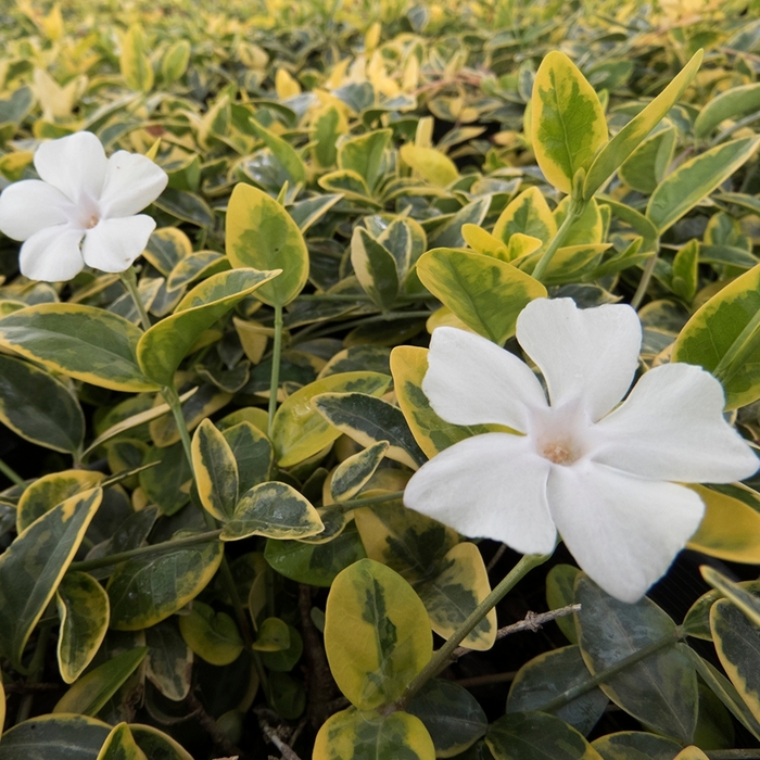 'Silver & Gold&trade;' - Vinca minor from Keathly Nursery
