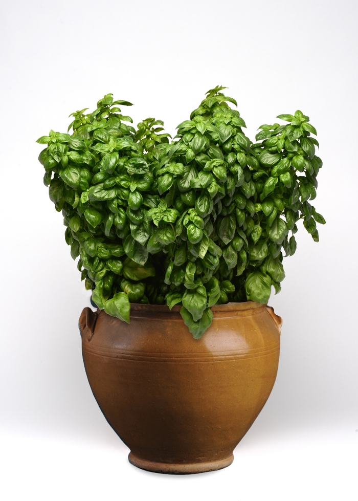 'Everleaf Genovese' Basil - Ocimum basilicum from Keathly Nursery