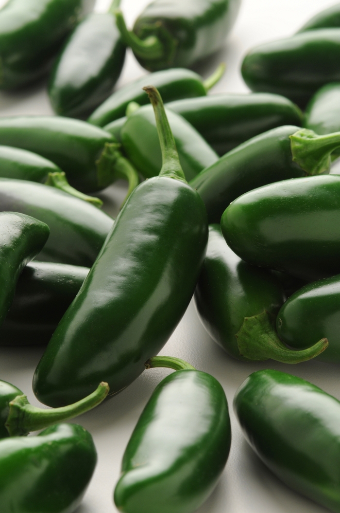 Assorted Pepper Plants - Capsicum annuum from Keathly Nursery