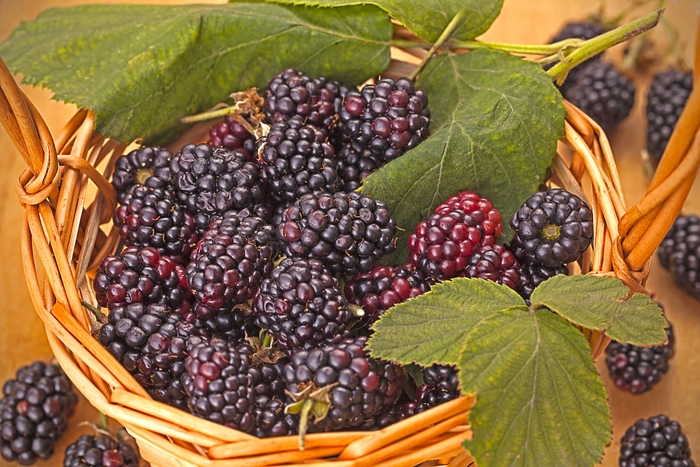 'Triple Crown' Blackberry - Rubus from Keathly Nursery