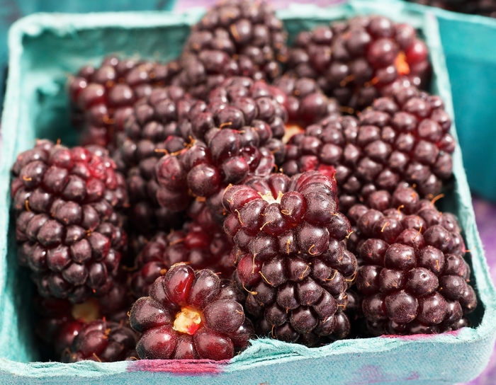 'Thornless' Boysenberry - Rubus ursinus x ideaus from Keathly Nursery