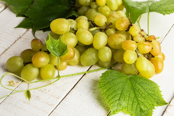 'Himrod' Seedless Grape - Vitis labrusca from Keathly Nursery