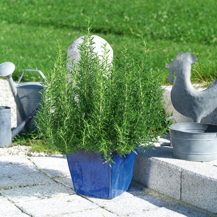 Common Rosemary - Rosmarinus officinalis from Keathly Nursery