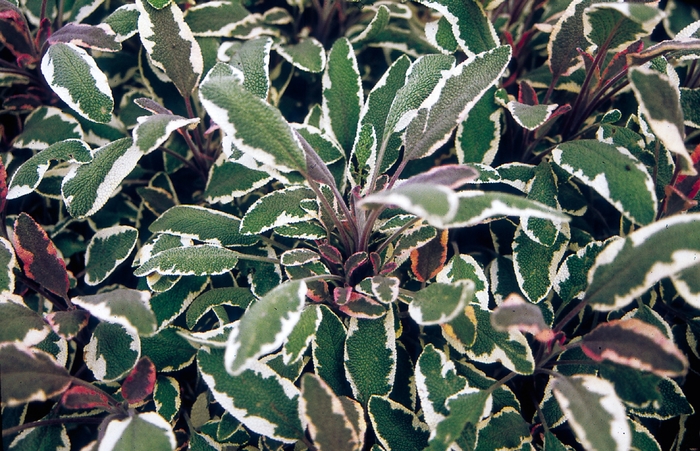 'Tricolor' Sage - Salvia officinalis from Keathly Nursery