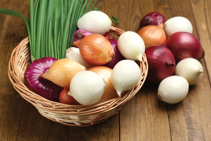 'Multiple Varieties' Garden Onion - Allium cepa from Keathly Nursery