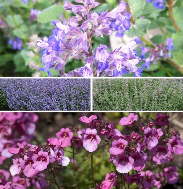 'Multiple Varieties' Catmint - Nepeta from Keathly Nursery